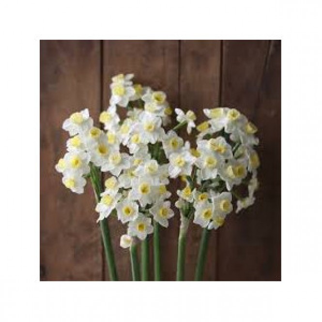 Narcizas  ( lot. Narcissus) Avalanche, 100 vnt