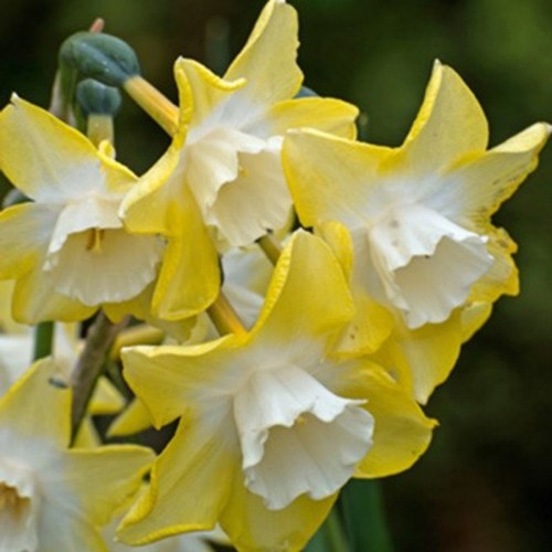 Narcizas  ( lot. Narcissus) Pipit, 100 vnt