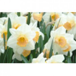 Narcizai didžiažiedžiai  ( lot. Narcissus)  Salome, 5 vnt Narcizai didžiažiedžiai  ( lot. Narcissus)  Salome, 5 vnt