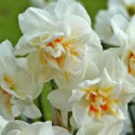 Narcizai pilnaviduriai  ( lot. Narcissus)  Sir Winston Churchill, 5 vnt Narcizai pilnaviduriai  ( lot. Narcissus)  Sir Winston Churchill, 5 vnt