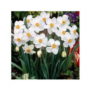 Narcizai poetiniai  ( lot. Narcissus poeticus) , 50 vnt vazone