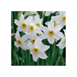 Narcizai poetiniai  ( lot. Narcissus) Recurvus, 5 vnt Narcizai poetiniai  ( lot. Narcissus) Recurvus, 5 vnt