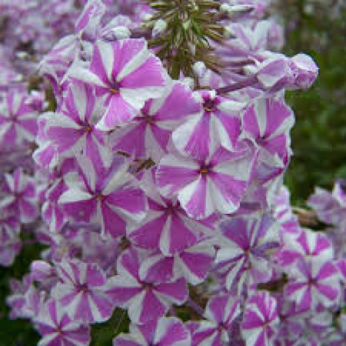 Flioksas ( Phlox paniculata)  Natasha
