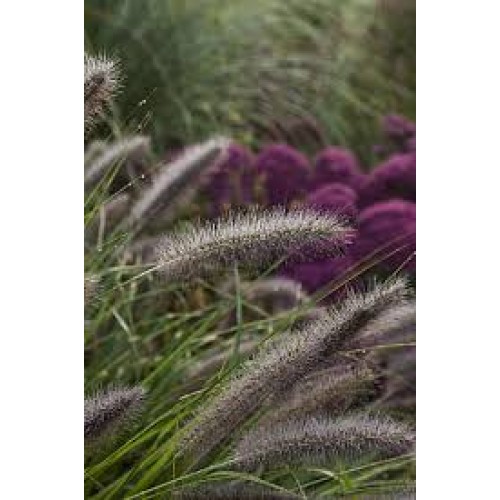 Soruolė  pašiaušėlinė (lot. Pennisetum alopecuroides) National Arborethrum