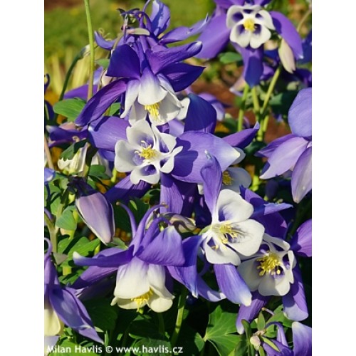 Sinavadas  (lot.Aquilegia caerulea) Spring Magic Navy & White