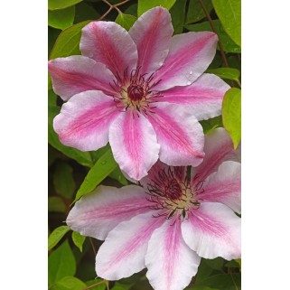 Raganė ( lot.Clematis) Nelly Moser