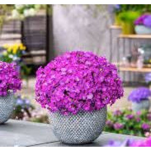 Aubretė ( lot. Aubrieta gracilis) Florado Neon pink