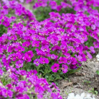 Mudrė ( lot. Delosperma)  Sundella Neon