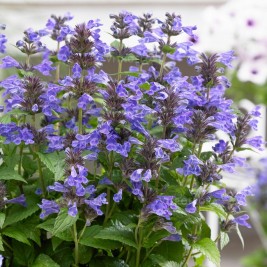Katžolė (lot. Nepeta x kubanica)  Neptune Katžolė (lot. Nepeta x kubanica)  Neptune