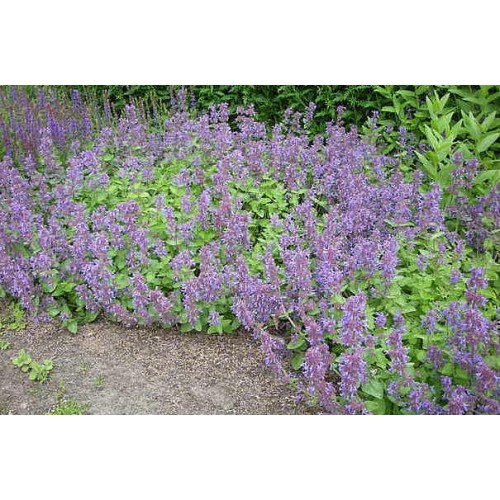 Katžolė kekinė (lot. Nepeta grandiflora)  Grog