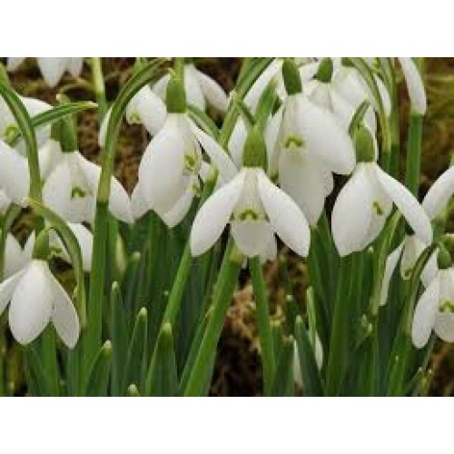 Snieguolės baltosios( Gallanthus nivalis) , 10 vnt