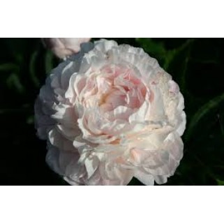 Bijūnas  (lot. peonia lactilora) Nancy Nicholls 2026 ruduo