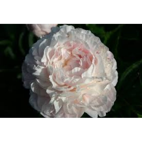 Bijūnas  (lot. peonia lactilora) Nancy Nicholls 2026 ruduo