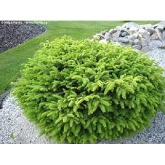 Eglė paprastoji ( lot. Picea abies)  Nidiformis