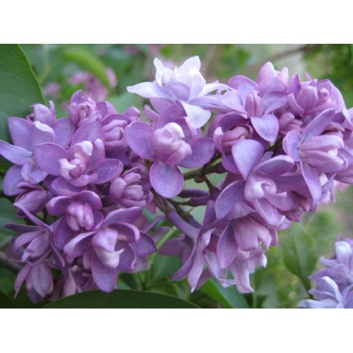 Alyva ant koto( lot.syringa vulgaris) Niebo Moskvi