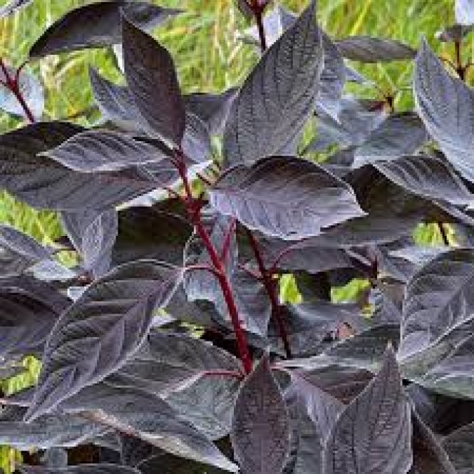 Sedula baltoji ( lot. Cornus alba) Nightfall