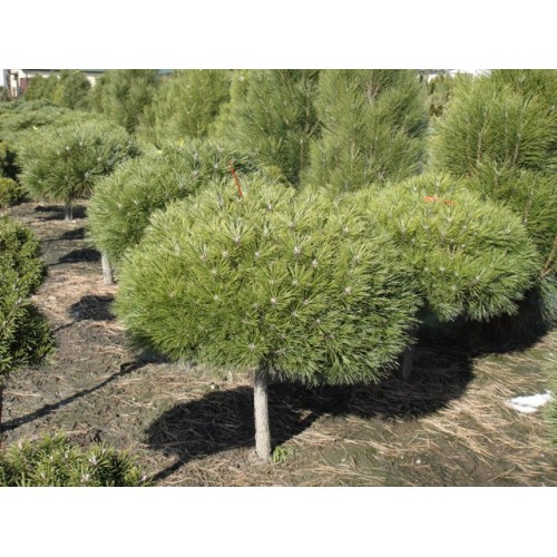 Pušis juodoji ant koto ( lot. Pinus nigra )  Nana