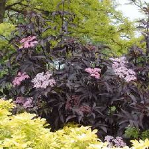Šeivamedis juodauogis ( lot. Sambucus nigra) Black Beauty  Gerda