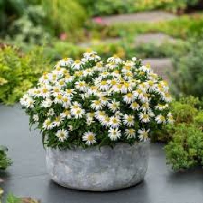 Astras( lot. Aster hybrid) Niobe