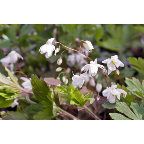 Epimedis jungo (lot. Epimedium youngianum) Niveum
