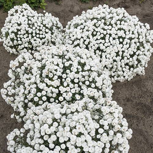 Kraujažolė čiaudulinė ( lot. Achillea ptarmica )  Noblesse