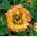 Žiognagė (lot. Geum  rivale) Nonna