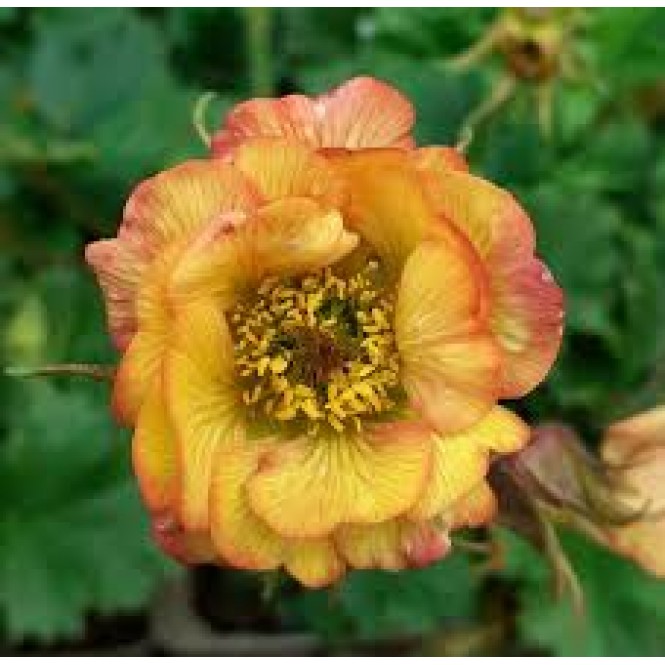 Žiognagė (lot. Geum  rivale) Nonna