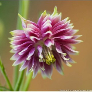 Sinavadas  (lot.Aquilegia vulgaris) Nora Barlow