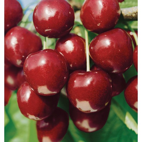 Vyšnia ( lot.Prunus cerasus) North Star