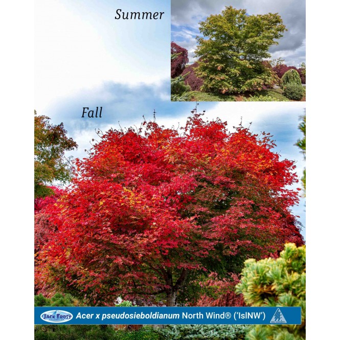 Klevas korėjinis ( lot. Acer pseudosieboldianum) North Wind