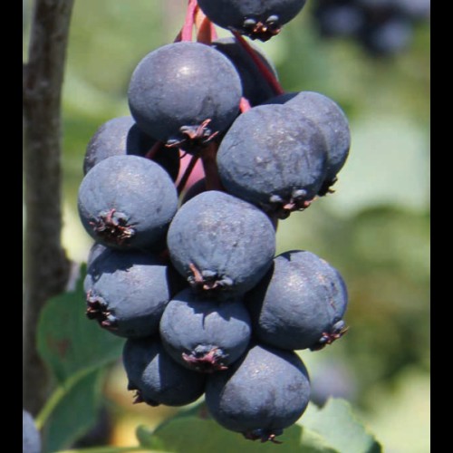 Medlieva alksnialapė( lot. Amelanchier alnifolia) Northline