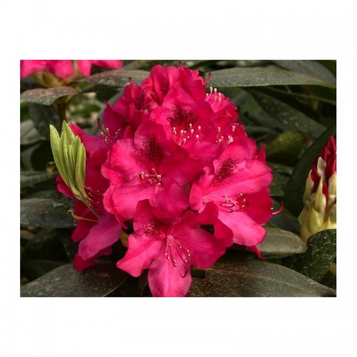 Rododendras ( lot. Rhododendron) Nowa Zembla