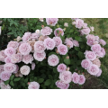 Rožė floribundinė ( lot. Rosa floribunda)  NOVALIS® Kordes 