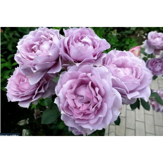 Rožė floribundinė ( lot. Rosa floribunda)  NOVALIS® Kordes 