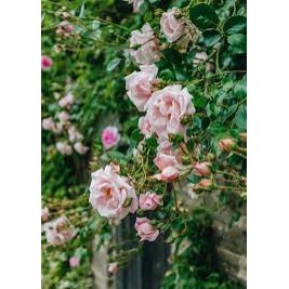 Rožė vijoklinė ( lot. Rosa )  New Dawn