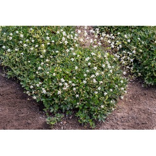 Sidabražolė ( lot. Potentilla tridentata) Nuuk