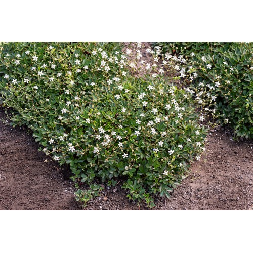 Sidabražolė ( lot. Potentilla tridentata) Nuuk