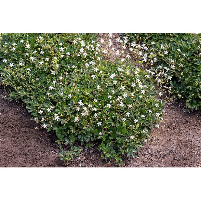 Sidabražolė ( lot. Potentilla tridentata) Nuuk