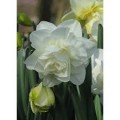 Narcizai pilnaviduriai  ( lot. Narcissus)  Obdam, 5 vnt