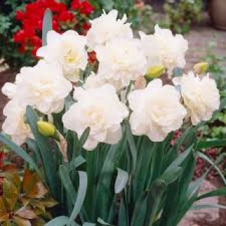 Narcizai pilnaviduriai  ( lot. Narcissus)  Obdam, 100 vnt 2026 ruduo