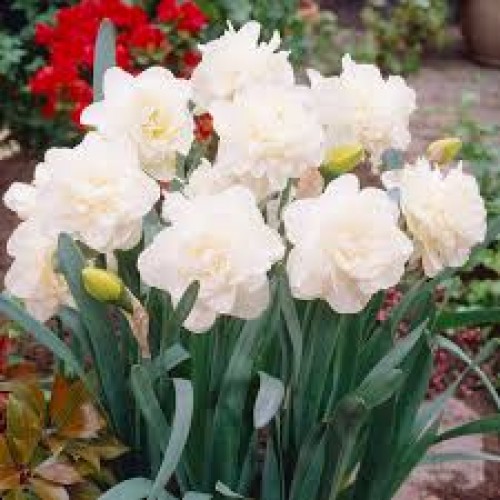 Narcizai pilnaviduriai  ( lot. Narcissus)  Obdam, 5 vnt