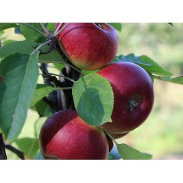 Obelis koloninė rudeninė ( lot. Malus domestica) Duet