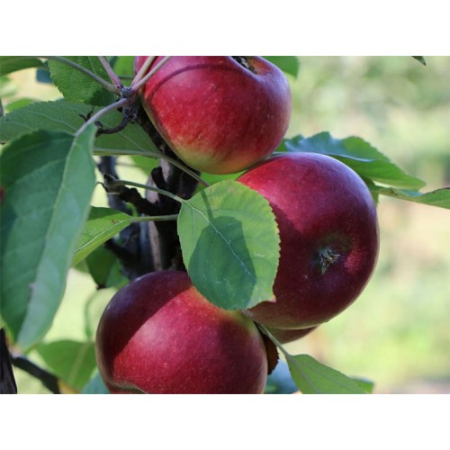 Obelis koloninė rudeninė ( lot. Malus domestica) Duet