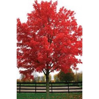 Klevas raudonasis ( lot. Acer rubrum) October Glory