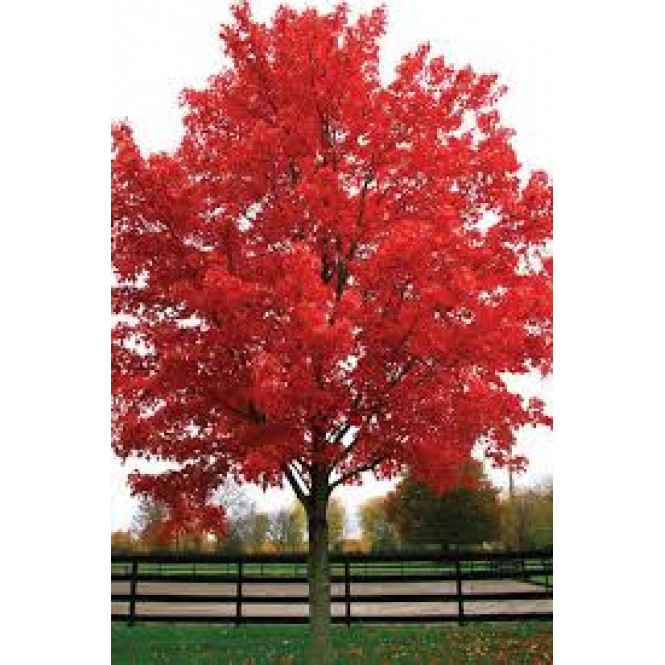 Klevas raudonasis ( lot. Acer rubrum) October Glory Klevas raudonasis ( lot. Acer rubrum) October Glory