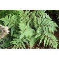 Blužniapapartis (lot.Athyrium otophorum) Okanum Blužniapapartis (lot.Athyrium otophorum) Okanum