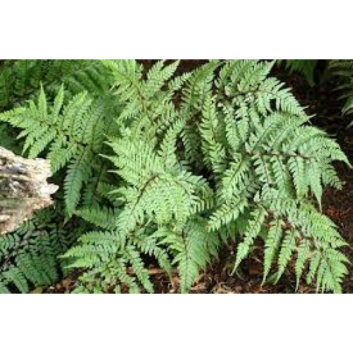 Blužniapapartis  (lot.Athyrium otophorum) Okanum