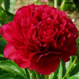 Bijūnas puikusis ( lot. peonia lactiflora) Old Faithful, 2025 ruduo