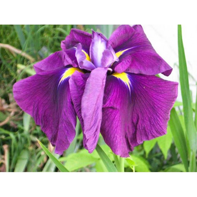 Vilkdalgis japoninis (lot. Iris ensata) Good omen