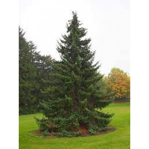 Eglė serbinė ( Picea  omorika) 